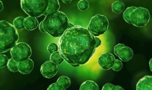 Greenville Cleaners Find germs